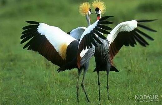  عکس پروفایل پرنده های عاشق