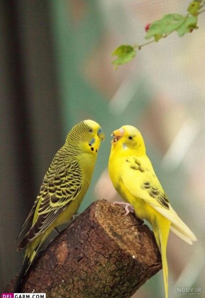  عکس پروفایل پرنده های عاشق