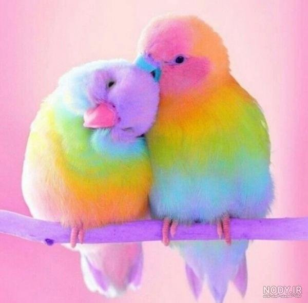  عکس پروفایل پرنده های عاشق