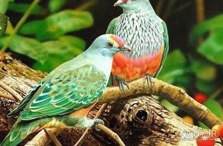  عکس پروفایل پرنده های عاشق