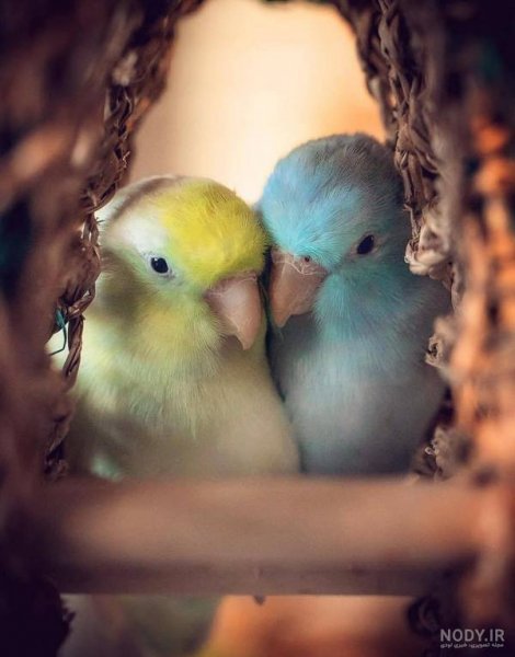  عکس پروفایل پرنده های عاشق