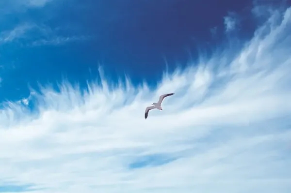  عکس پرنده در آسمان