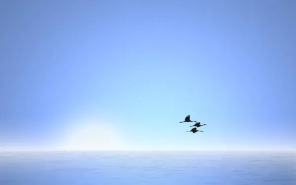  عکس پرنده در آسمان