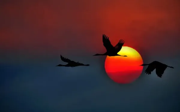  عکس پرنده در آسمان