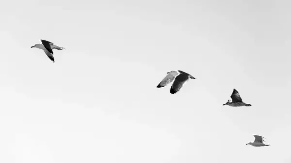  عکس پرنده در آسمان