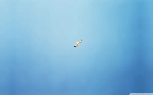  عکس پرنده در آسمان