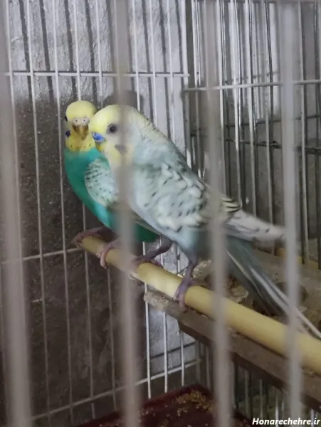  عکس پرنده غمگین در قفس