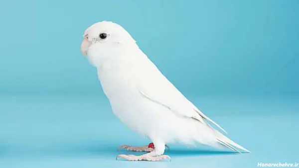  عکس پرنده غمگین در قفس