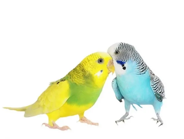  عکس پرنده غمگین در قفس