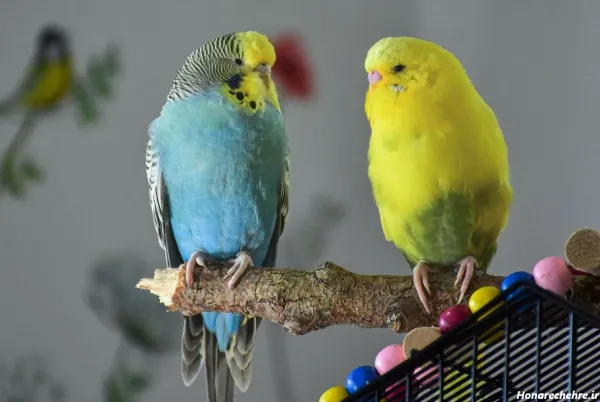  عکس پرنده غمگین در قفس