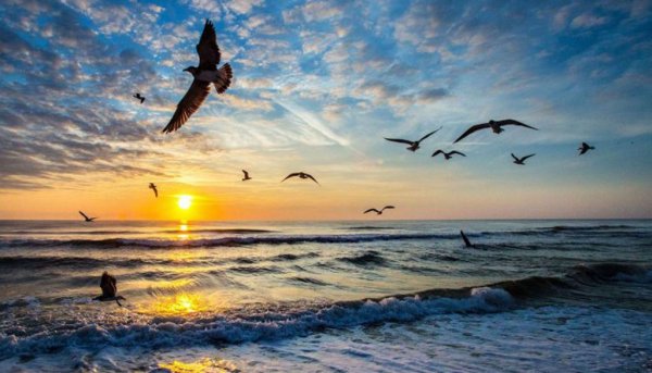 عکس پرنده زیبا در حال پرواز