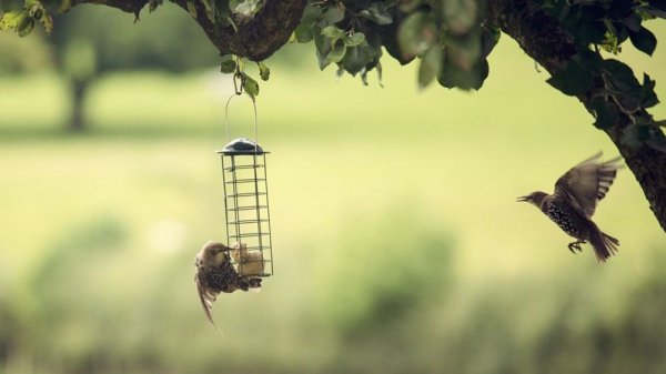  عکس پرنده زیبا در حال پرواز
