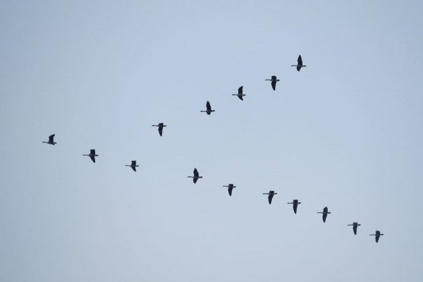  عکس پرنده زیبا در حال پرواز