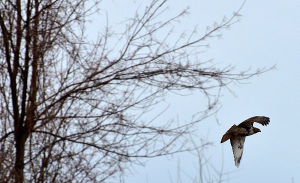  عکس پرنده زیبا در حال پرواز