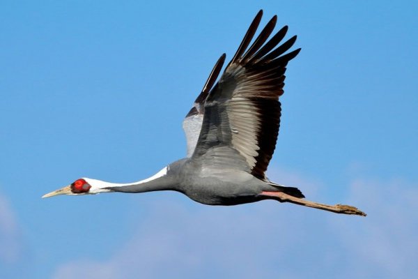  عکس پرنده زیبا در حال پرواز