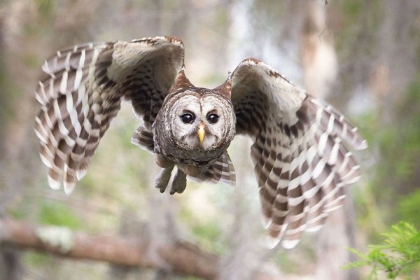  عکس پرنده زیبا در حال پرواز