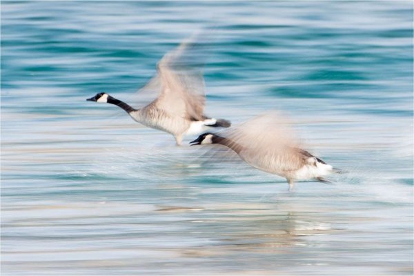  عکس پرنده زیبا در حال پرواز