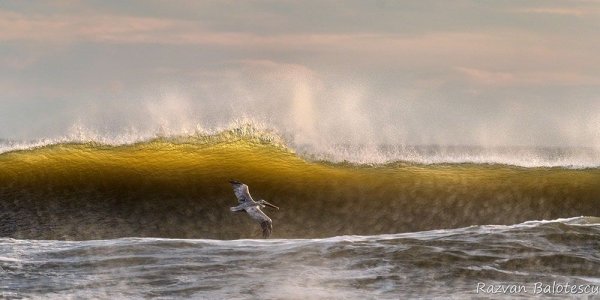  عکس پرنده زیبا در حال پرواز