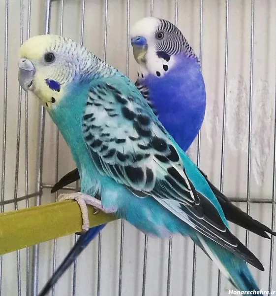 عکس پرنده در قفس برای پروفایل