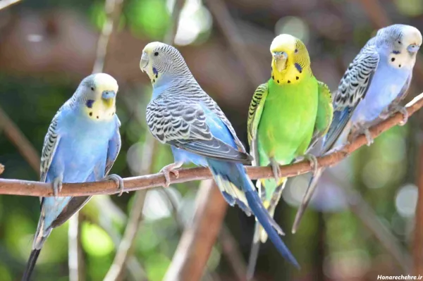 پروفایل قفس تنهایی