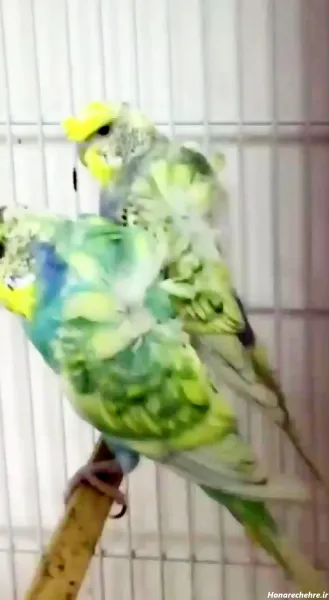 پروفایل قفس تنهایی