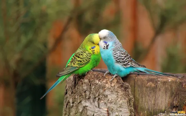  عکس پرنده در قفس برای پروفایل