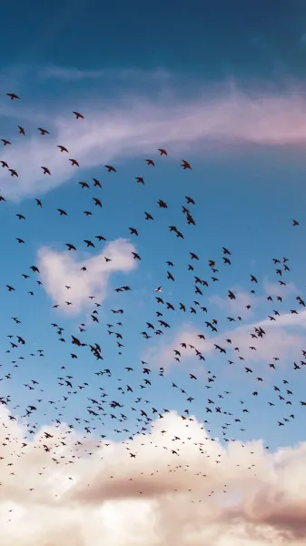  عکس پرواز پرنده در غروب