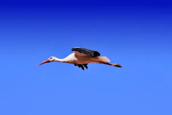  عکس پرواز پرنده در غروب