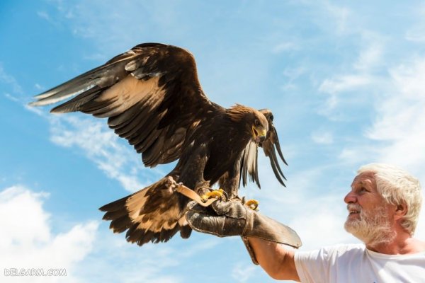  عکس عقاب درحال پرواز