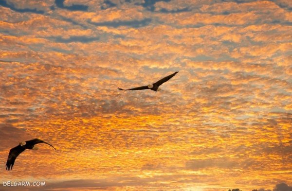  عکس عقاب درحال پرواز