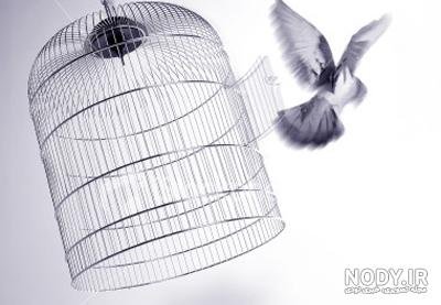  عکس پرنده در حال پرواز از قفس