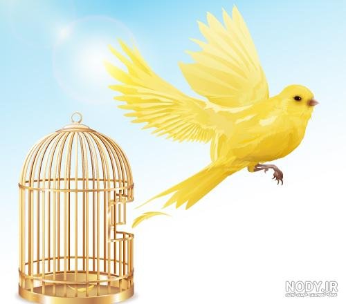  عکس پرنده در حال پرواز از قفس