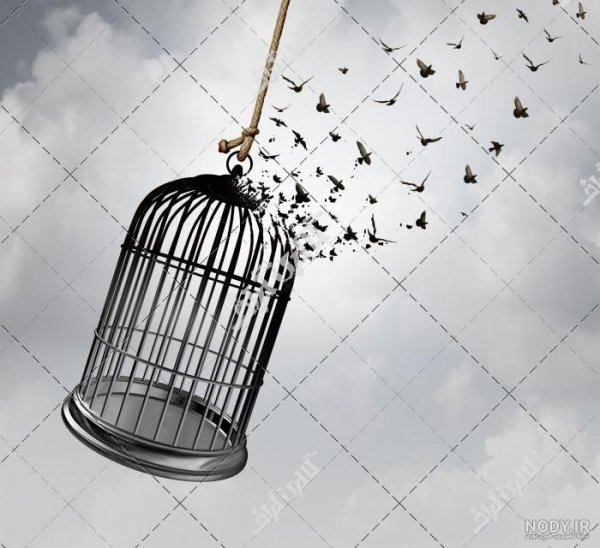 عکس پرنده در حال پرواز از قفس