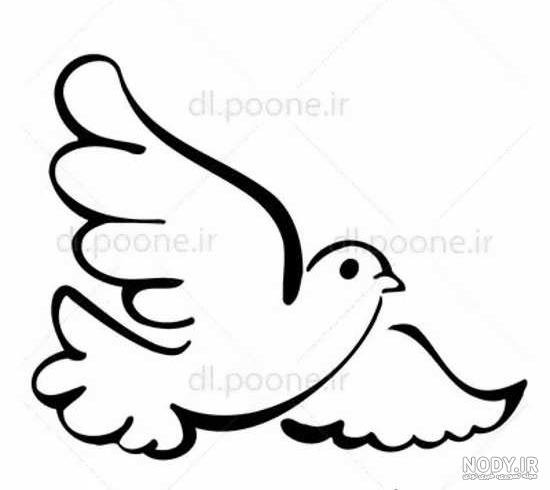  عکس پرنده در حال پرواز نقاشی