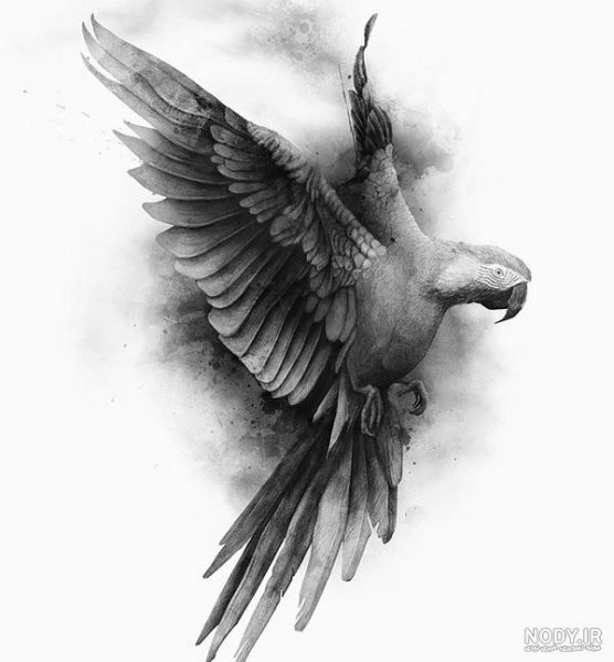  عکس پرنده در حال پرواز نقاشی