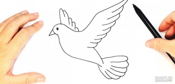  عکس پرنده در حال پرواز نقاشی