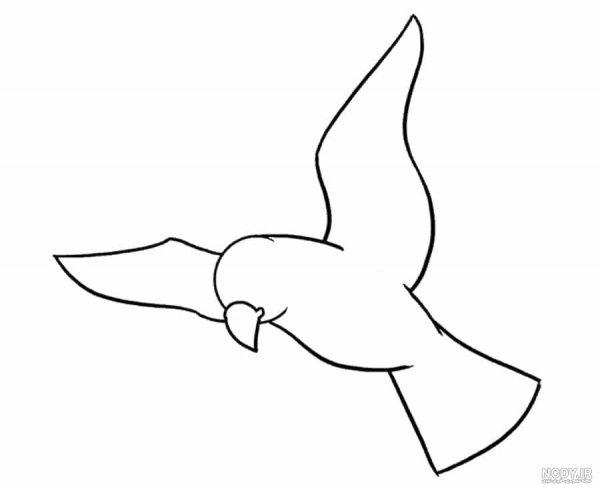  عکس پرنده در حال پرواز نقاشی
