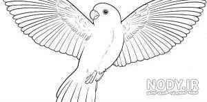  عکس پرنده در حال پرواز نقاشی