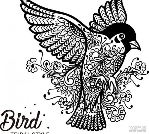  عکس پرنده در حال پرواز نقاشی