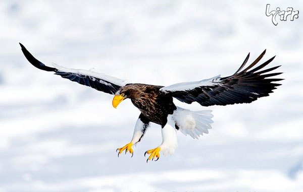  عکس عقاب واقعی بزرگ