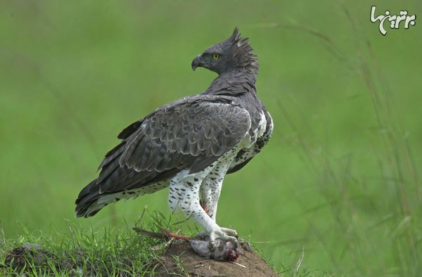  عکس عقاب واقعی بزرگ