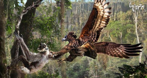  عکس عقاب واقعی بزرگ