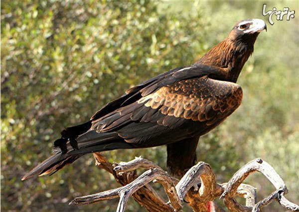  عکس عقاب واقعی بزرگ