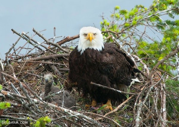  عکس عقاب در حال شکار