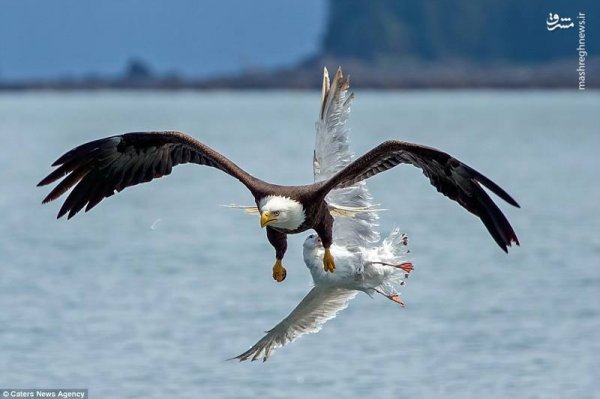  عکس عقاب در حال شکار