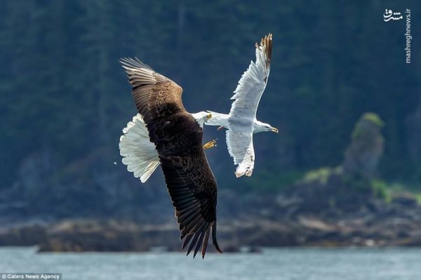  عکس عقاب در حال شکار