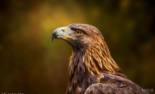 عکس عقاب طلایی خفن
