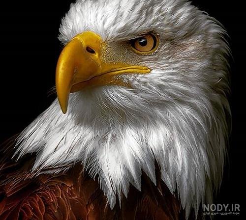  عکس عقاب طلایی خفن