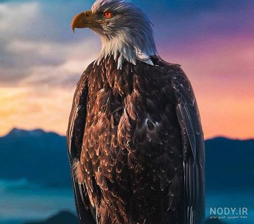  عکس عقاب طلایی خفن