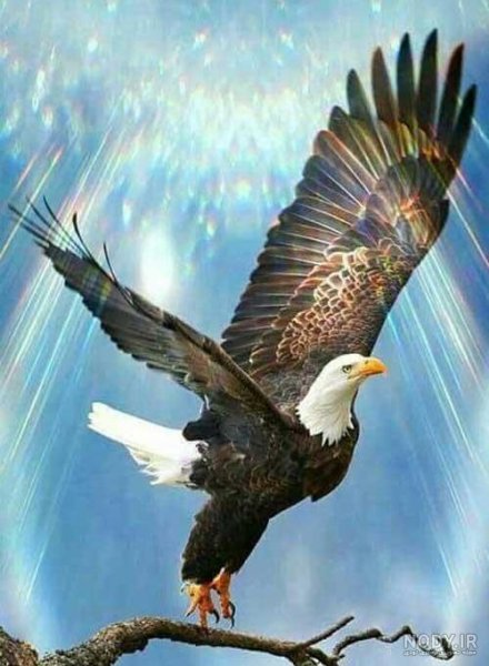  عکس عقاب طلایی خفن